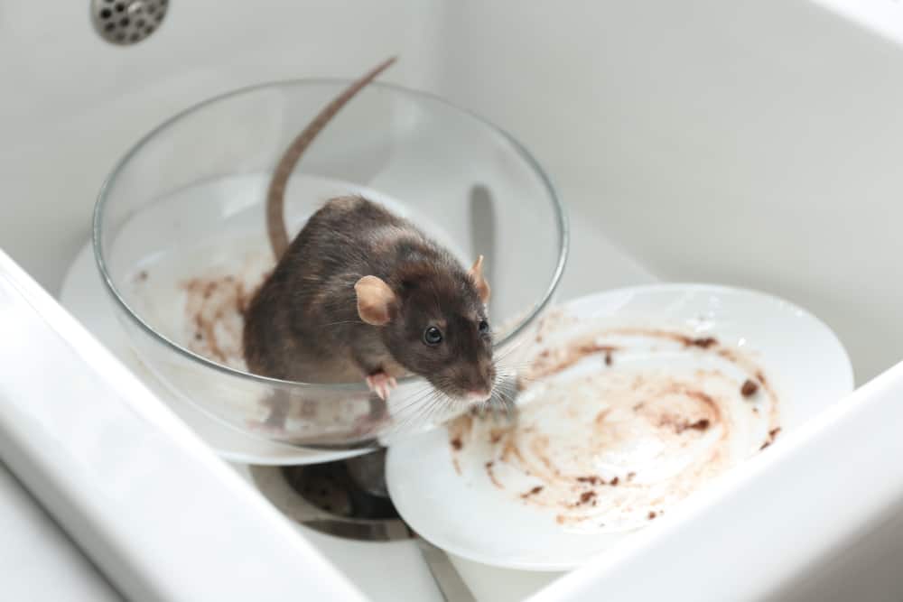 Rodent in RV kitchen