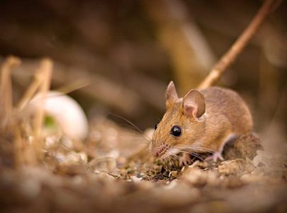 A multipronged approach is needed to keep mouse out of camper.